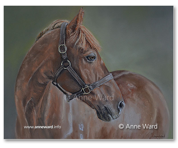 Anne Ward artist Welsh Section D pony portrait