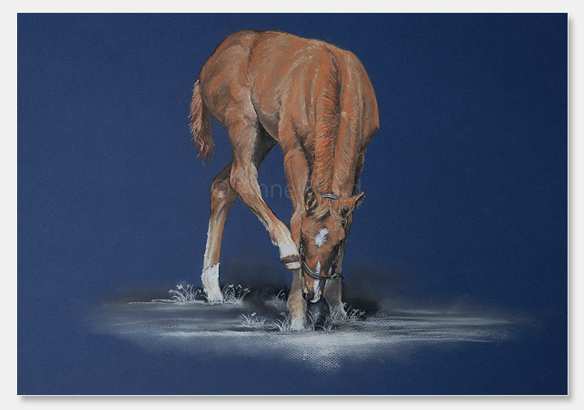 Anne Ward artist painting of Thoroughbred foal