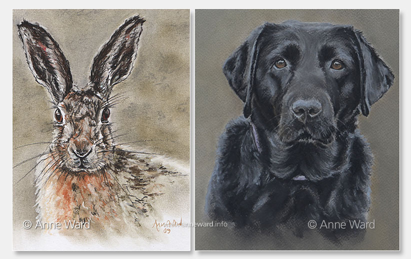 Anne Ward artist hare and black Labrador portraits