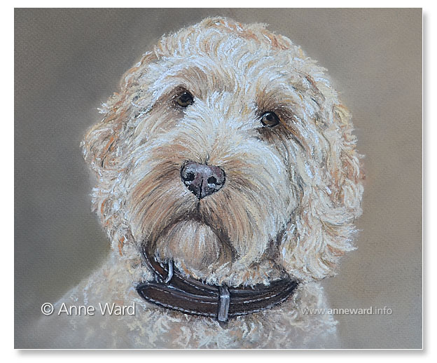 Anne Ward artist Cockerpoo dog portrait